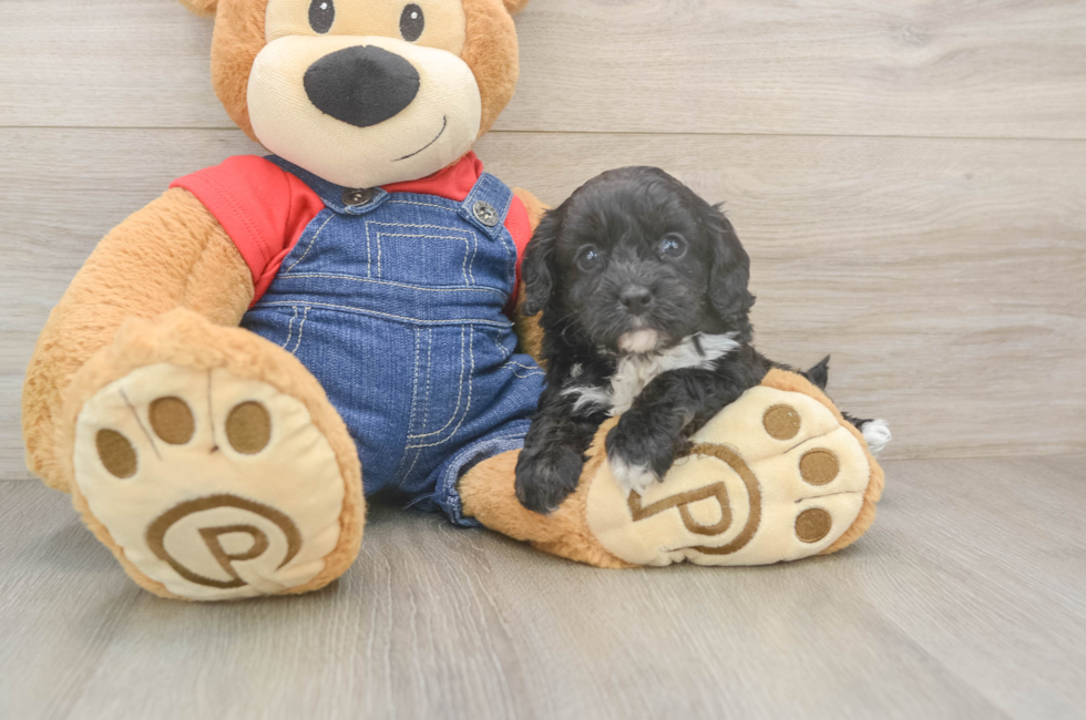 5 week old Cavapoo Puppy For Sale - Florida Fur Babies