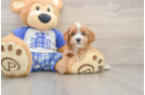 Cavapoo Puppy for Adoption