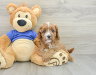 8 week old Cavapoo Puppy For Sale - Florida Fur Babies