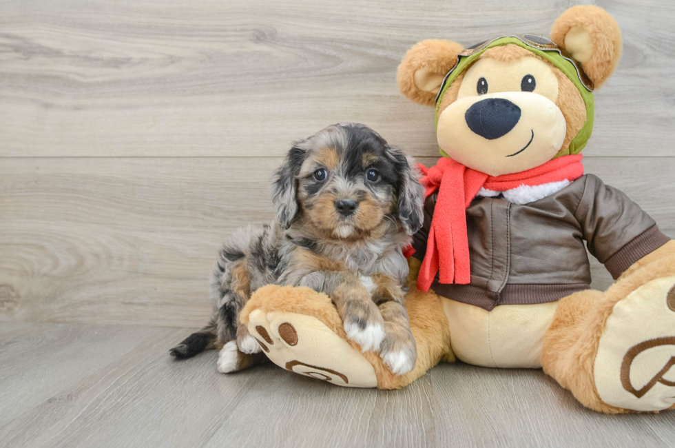 5 week old Cavapoo Puppy For Sale - Florida Fur Babies