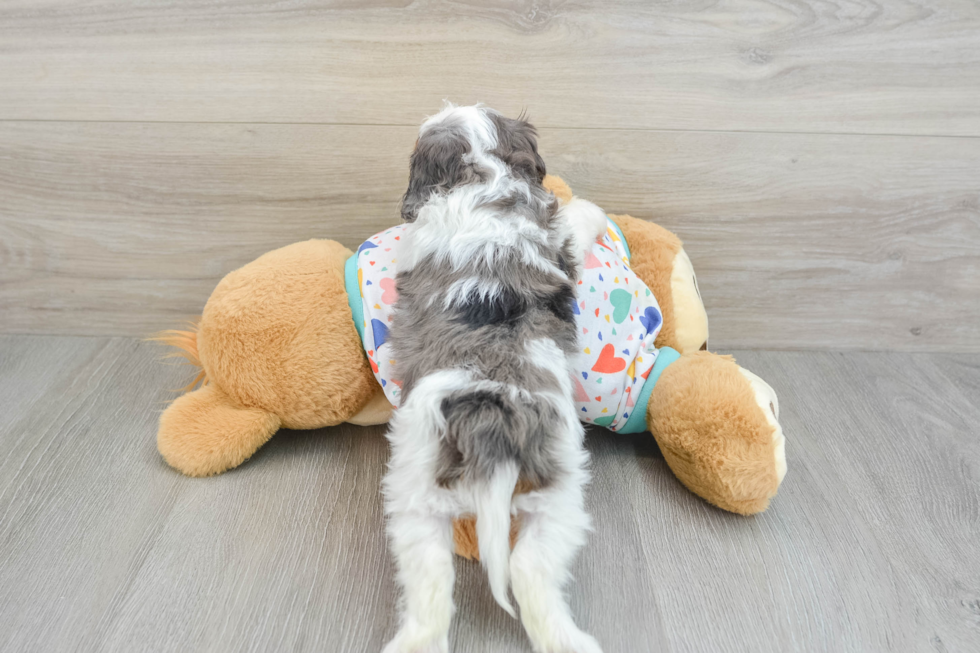 Adorable Cavalier King Charles Spaniel and Poodle Mix Poodle Mix Puppy