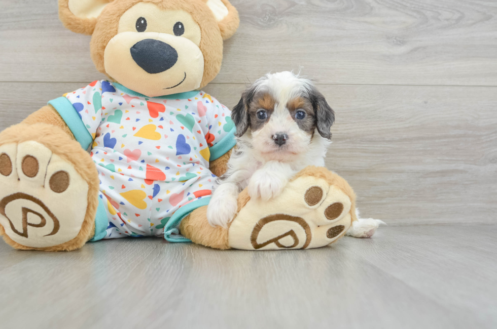 7 week old Cavapoo Puppy For Sale - Florida Fur Babies