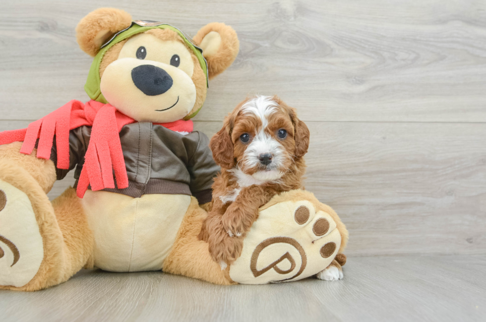 6 week old Cavapoo Puppy For Sale - Florida Fur Babies