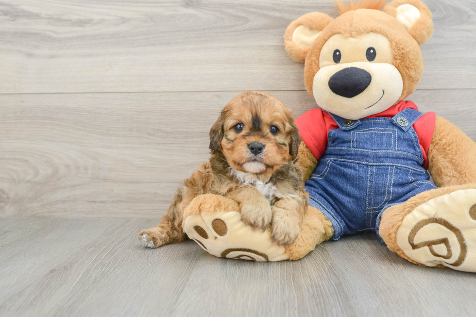 Popular Cavapoo Poodle Mix Pup