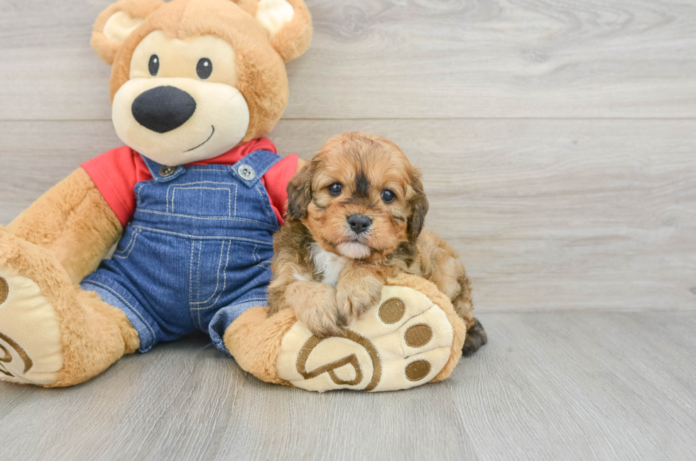 6 week old Cavapoo Puppy For Sale - Florida Fur Babies