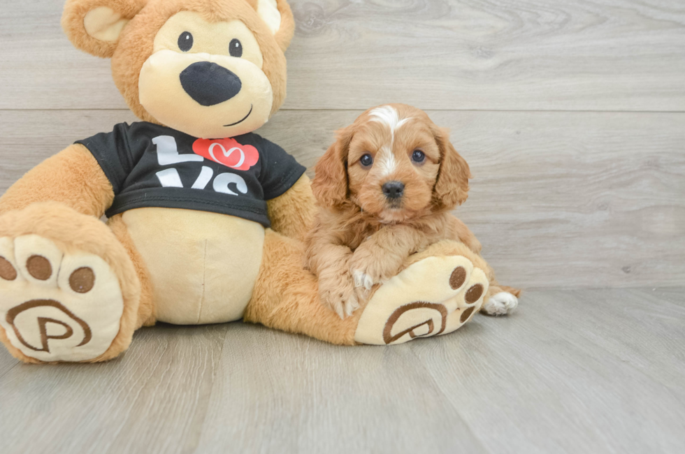 7 week old Cavapoo Puppy For Sale - Florida Fur Babies