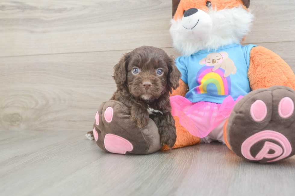 5 week old Cavapoo Puppy For Sale - Florida Fur Babies