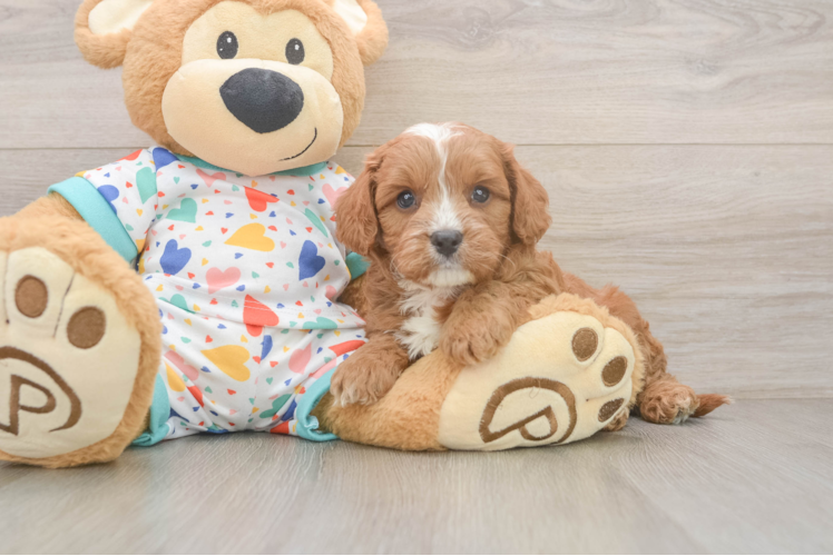 Cavapoo Pup Being Cute