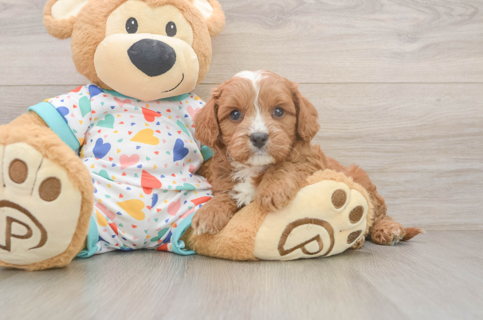 6 week old Cavapoo Puppy For Sale - Florida Fur Babies
