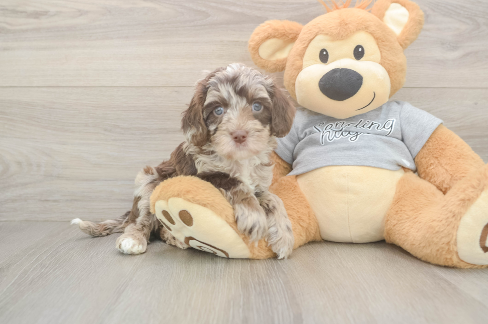 6 week old Cavapoo Puppy For Sale - Florida Fur Babies