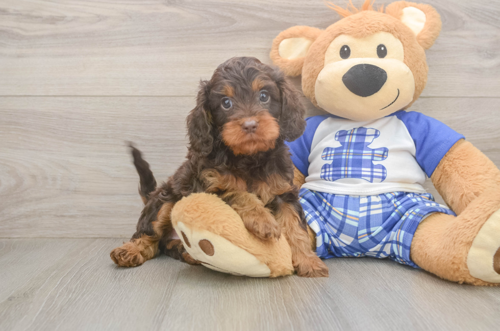 5 week old Cavapoo Puppy For Sale - Florida Fur Babies