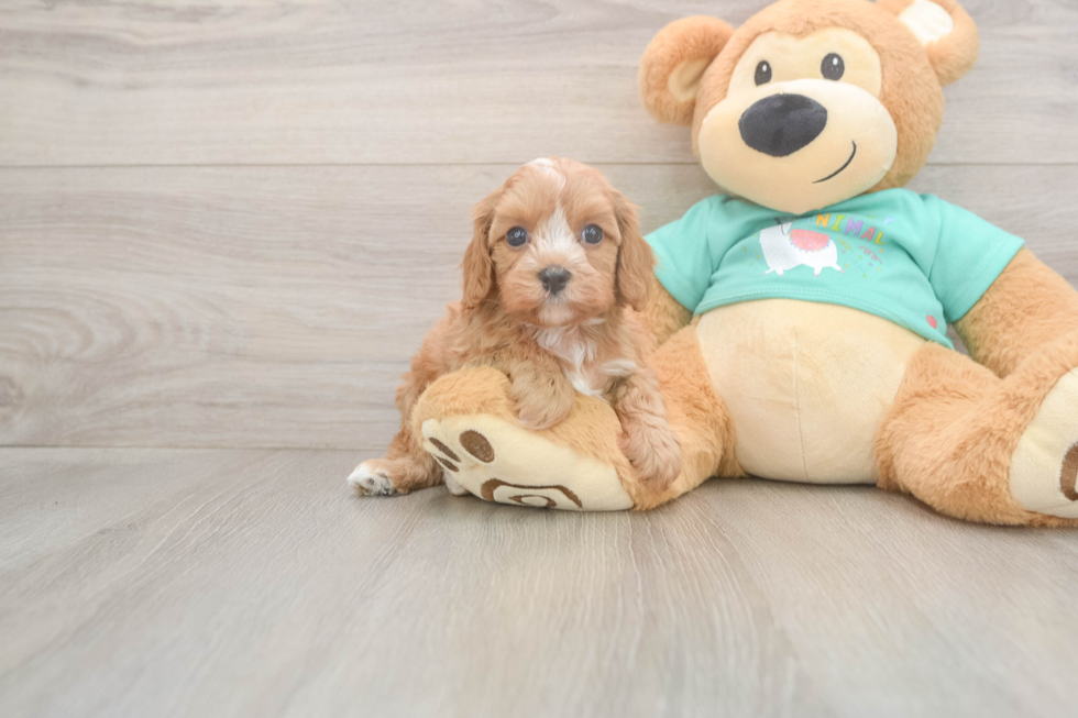 Small Cavapoo Baby