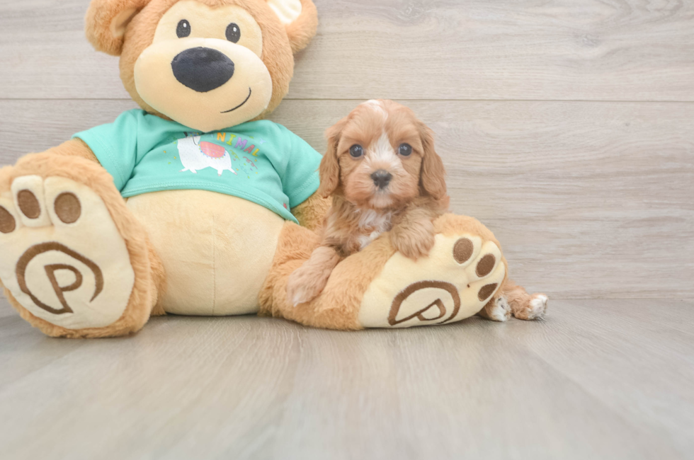 5 week old Cavapoo Puppy For Sale - Florida Fur Babies