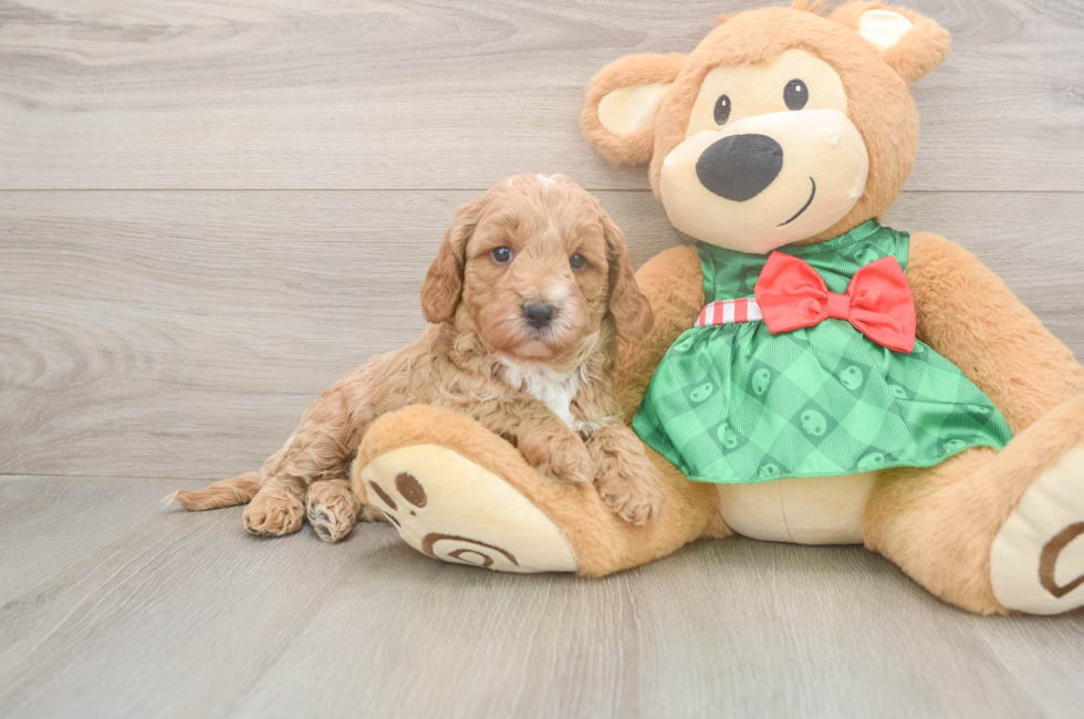 5 week old Cavapoo Puppy For Sale - Florida Fur Babies