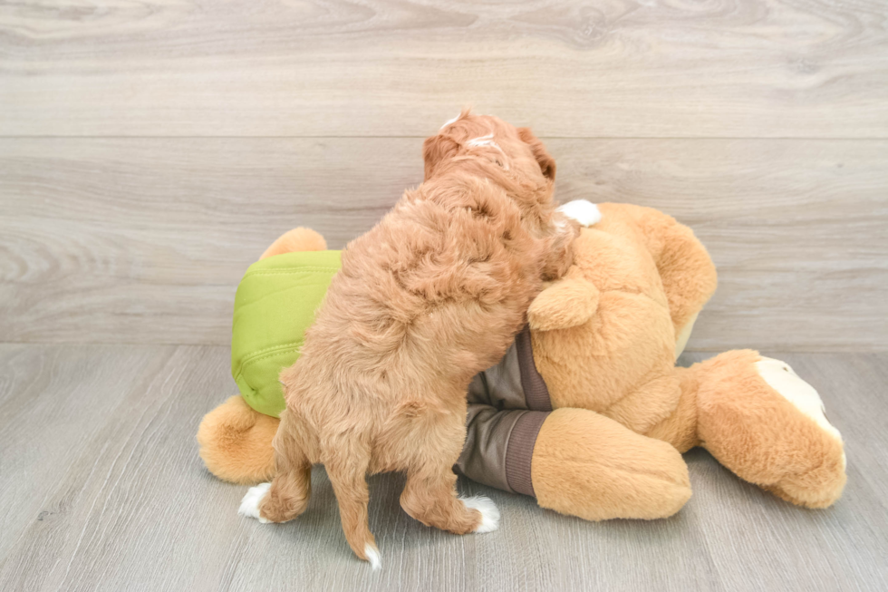 Smart Cavapoo Poodle Mix Pup