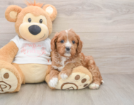 7 week old Cavapoo Puppy For Sale - Florida Fur Babies