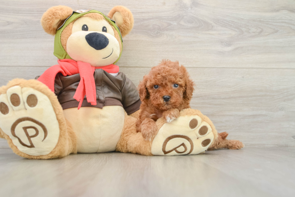 Petite Cavapoo Poodle Mix Pup