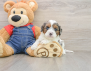 8 week old Cavapoo Puppy For Sale - Florida Fur Babies