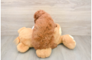 Cavapoo Pup Being Cute