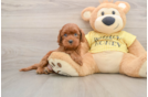 Fluffy Cavapoo Poodle Mix Pup