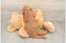 Best Cavapoo Baby