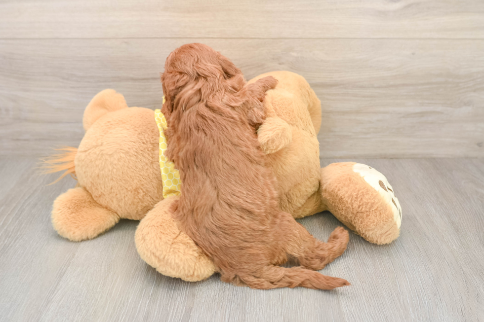 Best Cavapoo Baby