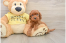 Funny Cavapoo Poodle Mix Pup