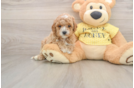 Fluffy Cavapoo Poodle Mix Pup