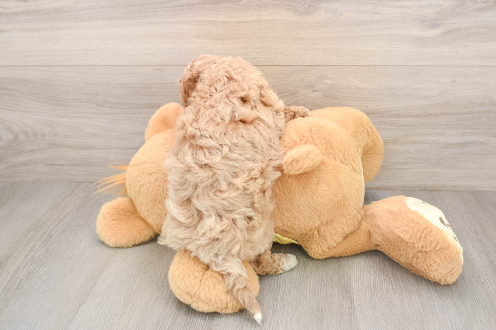 Cavapoo Pup Being Cute