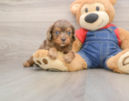 7 week old Cavapoo Puppy For Sale - Florida Fur Babies