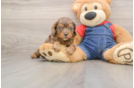 Best Cavapoo Baby