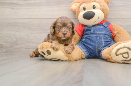 Best Cavapoo Baby