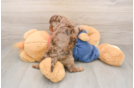 Happy Cavapoo Baby