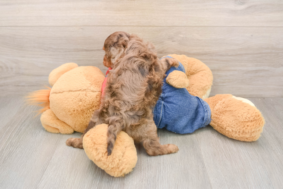 Happy Cavapoo Baby