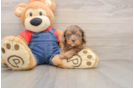 Adorable Cavalier King Charles Spaniel and Poodle Mix Poodle Mix Puppy