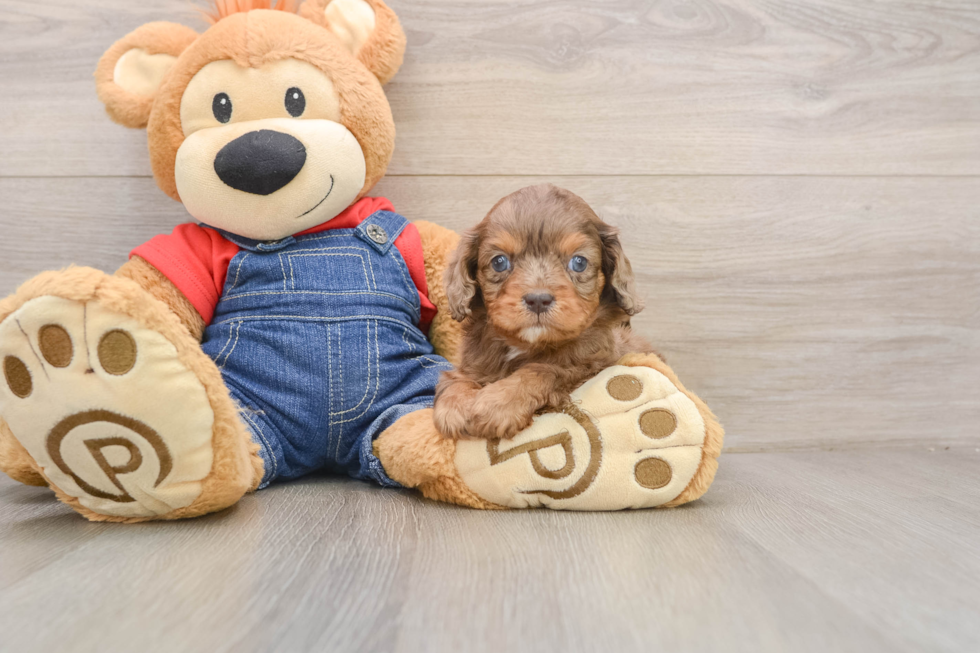 Adorable Cavalier King Charles Spaniel and Poodle Mix Poodle Mix Puppy