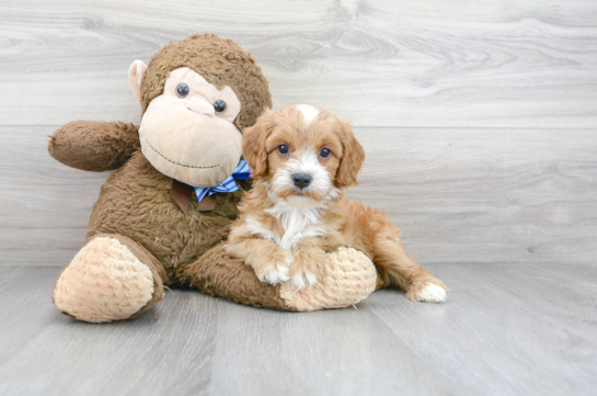 31 week old Cavapoo Puppy For Sale - Florida Fur Babies