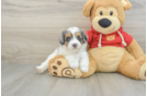 Cavapoo Pup Being Cute