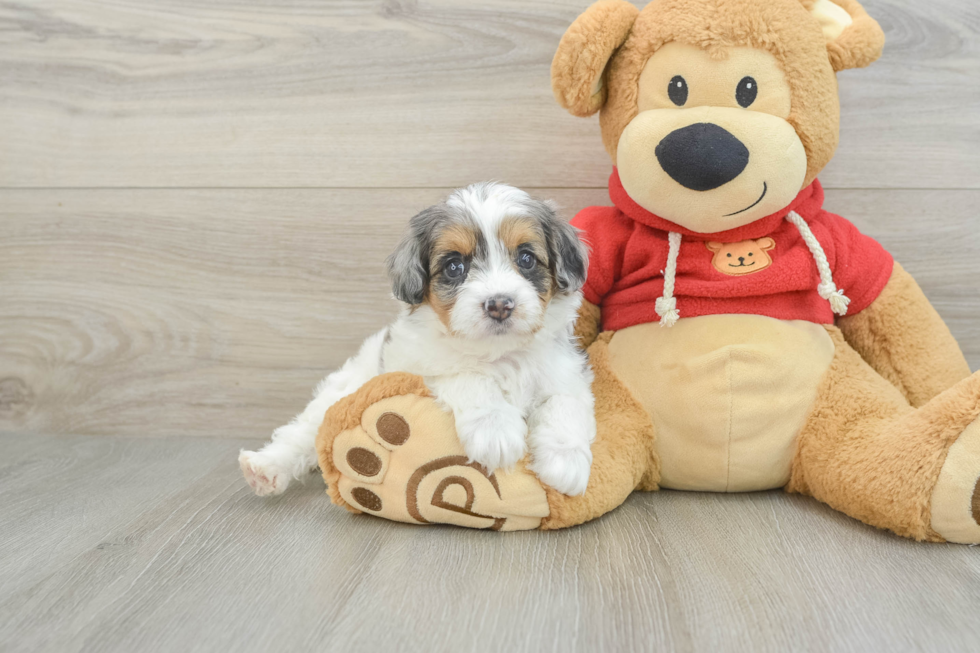 Cavapoo Pup Being Cute