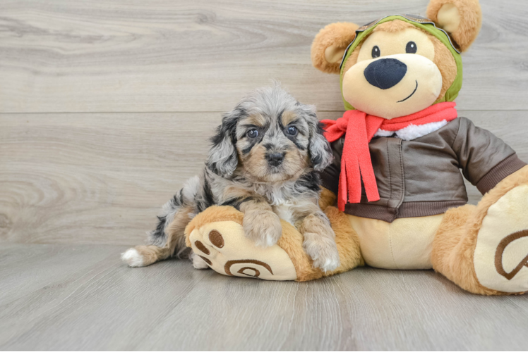 Adorable Cavalier King Charles Spaniel and Poodle Mix Poodle Mix Puppy