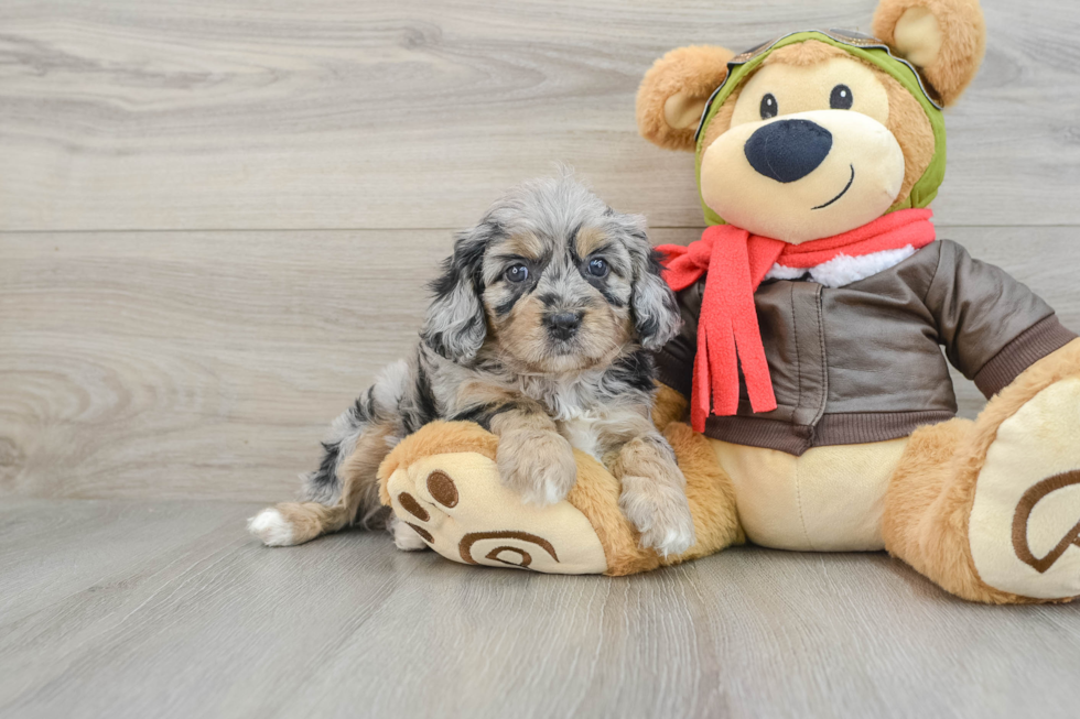 Adorable Cavalier King Charles Spaniel and Poodle Mix Poodle Mix Puppy