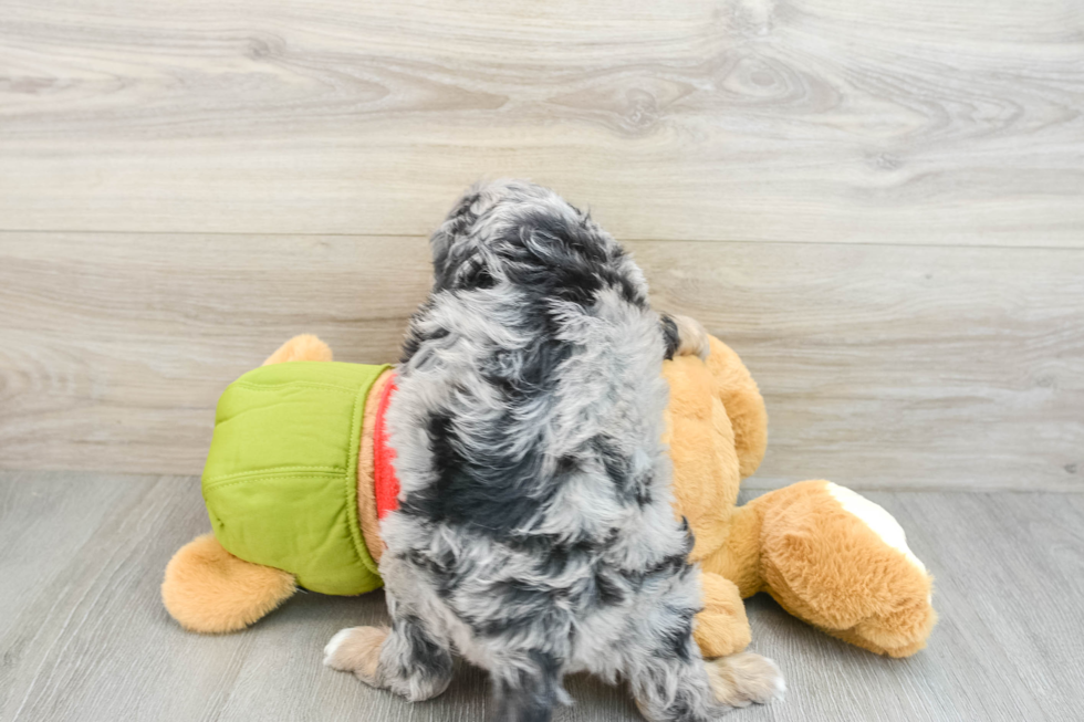 Best Cavapoo Baby