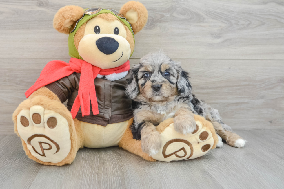 Cavapoo Pup Being Cute