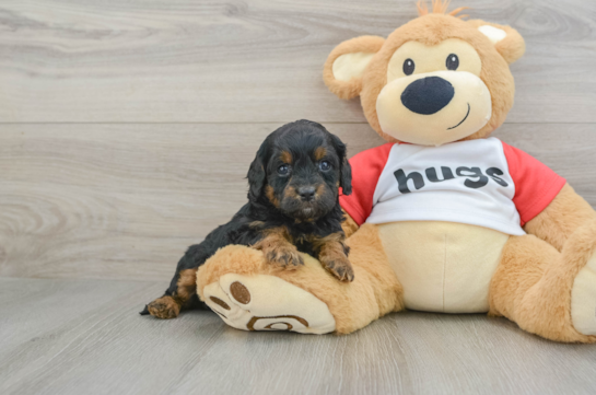 Popular Cavapoo Poodle Mix Pup