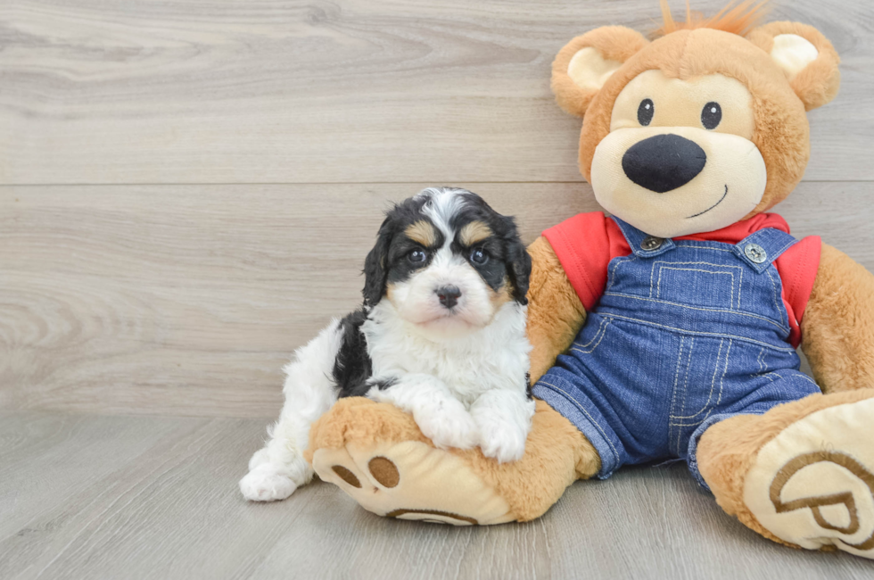 6 week old Cavapoo Puppy For Sale - Florida Fur Babies