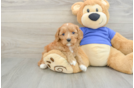 Hypoallergenic Cavadoodle Poodle Mix Puppy