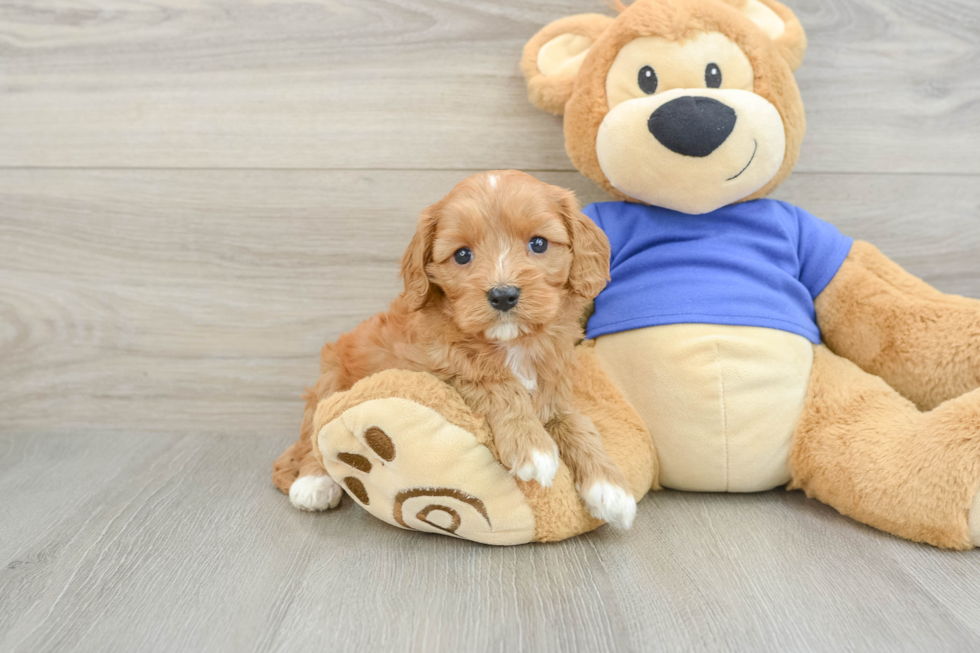 Hypoallergenic Cavadoodle Poodle Mix Puppy