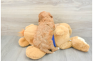 Cavapoo Puppy for Adoption