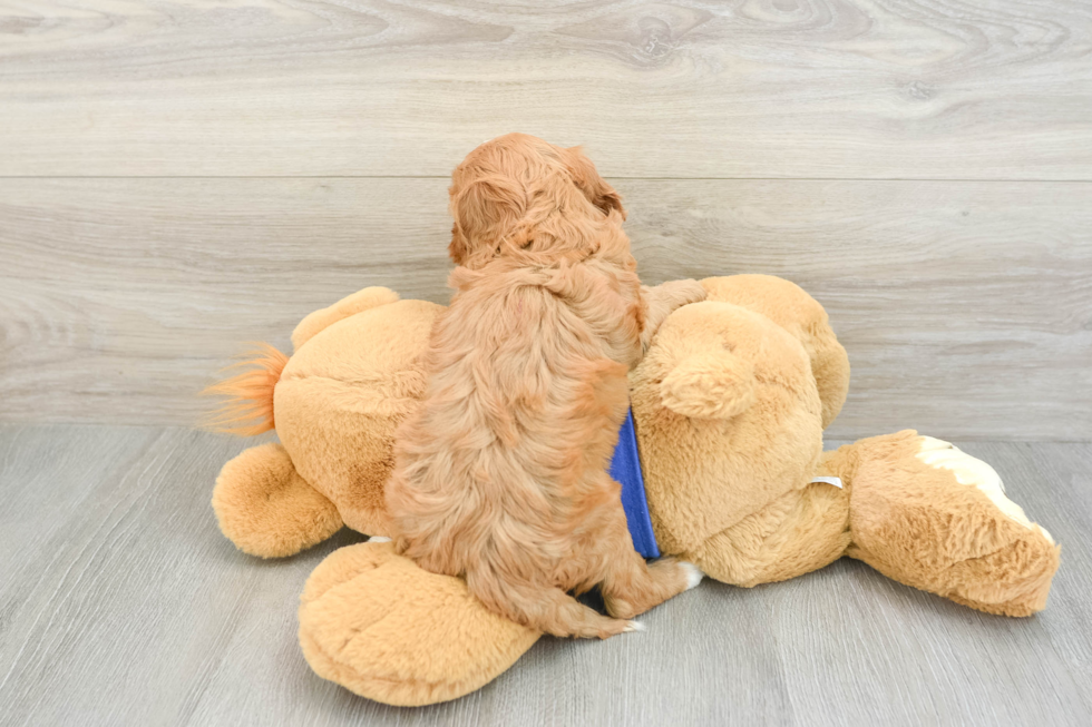 Cavapoo Puppy for Adoption