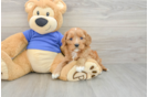 Cavapoo Puppy for Adoption